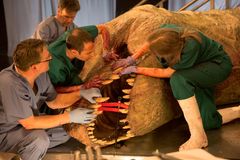 Dr Steve Brusatte, Dr Luke Gamble og Dr Tori Herridge undersøker Tyrannosaurusens tenner. Munnen hadde rundt 50 tenner - hver av dem opp til 30 centimeter lange. Foto: National Geographic Channels/Stuart Freedman