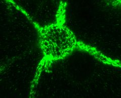 Bildet viser et perinevralt nett (grønt) rundt en hjernecelle. De svarte områdene er egentlig "huller i nettingstrømpen" og gir plass til synapsene, som er det stedet hvor minner lagres rent fysisk. Foto: Elise Holter Thompson/UiO