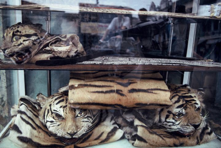 Skinn av indokinesisk tiger (Panthera tigris corbetti) og andre sjeldne kattedyr ligger åpent for salg i Cholon-distriktet i Ho Chi Minh-byen, Vietnam. Bildet ble tatt i 2002. 