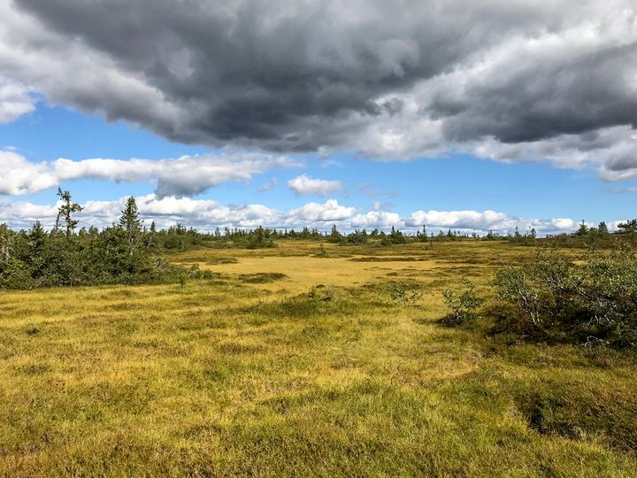 De neste månedene skal naturforvaltere i COWI kartlegge floraen i pressområder i Østfold, Vestfold og Agder. Et viktig mål er å unngå at verdifull natur går tapt.