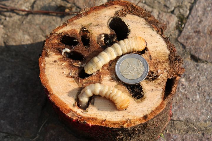 Bildet viser larveganger og larver av insektet asiatisk trebukk i et infisert tre. Foto: Mattilsynet.