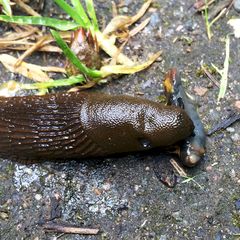 Siden sneglene er kannibaler vil andre snegler spise de døde dyrene og bli smittet av nematodene som er bestanddelen i Nemaslug. Enkelt, renslig og effektivt.