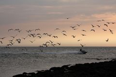 HENSYN TIL DYRELIVET: Mange fugler er nå i hekketiden, i tillegg skifter mange vannfugler fjærdrakt om sommeren, og har redusert evne til flukt. FOTO: Martin Fisch-https://www.flickr.com/photos/marfis75-creative commons.