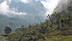 Skogen med kjempesvineblom (Dendrosenecio) 4300 meter over havet i Ruwenzori-fjellene likner lite på et norsk fjellandskap. Men hvis du ser nærmere etter, kan du kanskje finne smyle ved foten av svineblom-trærne. Foto: Magnus Popp, NHM