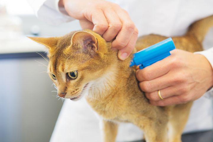 Den vanligste formen for ID-merking av katter er med mikrochip. Blir katten borte og funnet av andre kan brikken skannes.