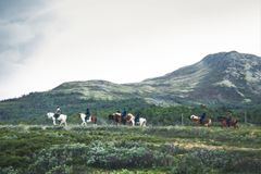 FLOTTE AKTIVITETER: Med Rondane, Dovrefjell og Sunndalsfjella Nasjonalparker som nærmeste nabo kan Kvistli Islandshester tilby deg unike turer i Norges kanskje flotteste rideterreng. FOTO: NAF Lokale opplevelser