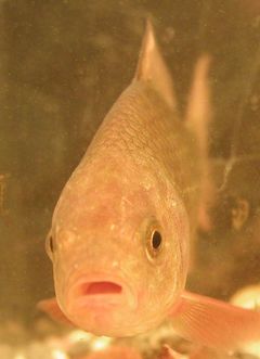 Gullfisken kan være ganske hardfør, foto: Göran Nilsson