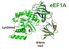 Bildet viser den tre-dimensjonale strukturen til proteinet eEF1A, som er en nøkkelkomponent i cellens maskineri for produksjon av proteiner. I den nylige publiserte artikkelen vises det at enzymet METTL13 metylerer eEF1A i to ulike posisjoner (vist med sort tekst).  Illustrasjon: Magnus Jakobsson, UiO.