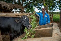 Småbonden Laston Mphepo er blant bøndene Utviklingsfondet støtter i Malawi. Her gir han mat til kua Alinafe. Foto: Tine Poppe.