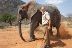 National Geographic-journalist Bryan Christy ved en ung afrikansk elefant i Tsavo East nasjonalpark i Kenya. Hunnene kan veie mellom 2700–3500 kg, og hannen 4500–5300 kg hos den største underarten, savanneelefanten. Foto: National Geographic /John Heminway.