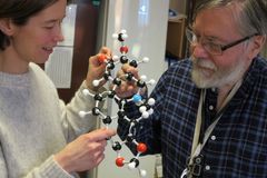 Helle Wangensteen og Karl Egil Malterud studerer en strukturmodell av det foholdsvis enkle dihydronitidin-molekylet som finnes i olontreets bark og kan drepe malariaparasitter. Foto: Bjarne Røsjø/UiO