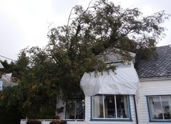 Flere store trær har gått overende og gjort skade på hus og strømledninger, som her i Hordaland. Skadebilde: Frende Forsikring