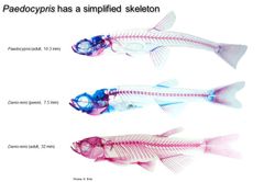 De voksne Paedocypris-fiskene (øverst) likner veldig på en sebrafisklarve (i midten), mens sebrafisklarven etterhvert utvikler seg til en voksen fisk (nederst). Brusk er markert med blått, bein med rødt. Illustrasjon: Martin Malmstrøm, UiO og Ralf Britz, Natural History Museum i London