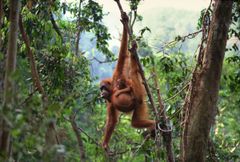 Ved å jobbe som frivillig kan du bidra til å bevare  orangutanger på Borneo i Indonesia.