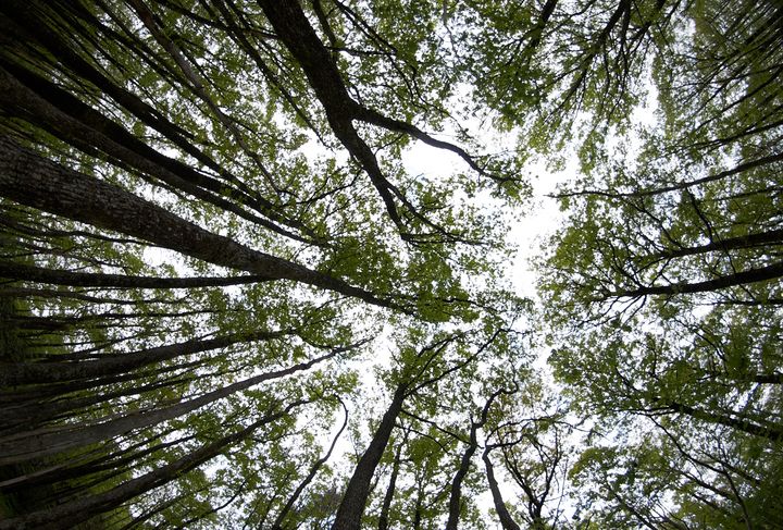 Bevilgningen til skogvern har de siste årene ligget over 400 millioner kroner årlig. Foto: Pål Klevan/Miljødirektoratet.