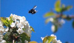 Ein nasjonal strategi for å sikre levedyktige bestandar av villbier og andre pollinerande insekt vert lagt fram i dag. Foto: Frank Ivar Hansen