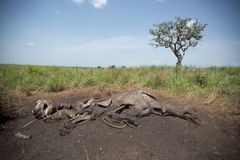 Levningene etter en drept elefant i Garamba nasjonalpark i Kongo. Årlig blir opp mot 30 000 afrikanske elefanter brutalt slaktet. Fortsetter denne trenden kan de afrikanske elefantene være utryddet innen de neste 20 årene. Foto: National Geographic / Pablo Durana.