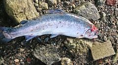 Rømt oppdrettsfisk med store skader etter lakselus. Foto NJFF/Marion Engen