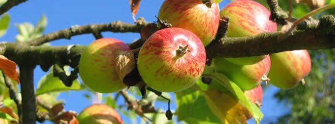 Rapporten undersøker forbrukernes holdninger genmodifisert kjøtt, laks, epler og mais. Foto: Pixabay