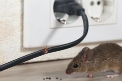 Elektriske ledninger er spesielt utsatt for skadeverk når mus og rotter flytter inn. Foto: iStock.