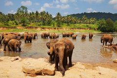 Man kan arbeide som frivillig med dyr i mange land. Her fra Sri Lanka hvor man arbeider med elefanter.