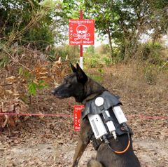 Minehund med GPS tracking Kambodsja Foto Norsk Folkehjelp
