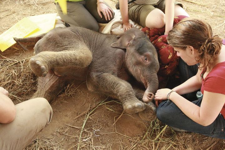 Hva med å kombinere ferien på Sri Lanka med en uke hvor du jobber med elefanter?