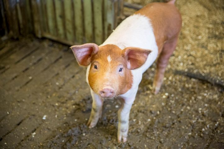 Tilsynskampanjen Mattilsynet har ført i svinebesetninger i Rogaland gir et dystert innblikk i en næring med systematisk dyremishandling.