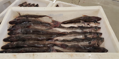 Prosjektet med levendelagring før slakting startet i fjor. Bakgrunnen er at fiskeindustrien ofte har store tap på hysefangster. Foto: Torbjørn Tobiassen/Nofima