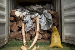 Det lille landet Togo er et blomstrende knutepunkt for ulovlige dyreprodukter. Det siste elfenbenbeslaget er den største forsendelsen av ulovlig elfenben i Vest-Afrikas historie, og slår en lokal rekord satt kun seks dager tidligere. Foto: National Geographic / Pablo Durana.