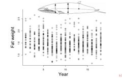 Det var umulig å se en utvikling i en enkel oversikt over de sørlige vågehvalenes fettvekt, spekktykkelse og midjemål gjennom 15 år. Men dataene inneholdt mer informasjon, som bare kom frem takket være grundigere analyser. Illustrasjon: FocuStat/UiO.