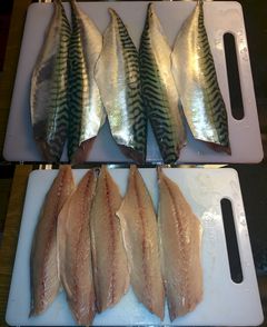 Forsker Stein Harris Olsen fikk flott makrell på fisketur i sommer. Slik så de ut etter å ha fått optimal behandling. Foto: Stein Harris Olsen