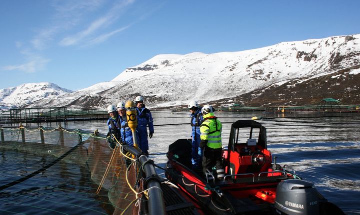 Installatøren AS har spisskompetanse på maritim elektro, og selskapet er en viktig samarbeidspartner for fiskeoppdrettsselskapet Lerøy Aurora.