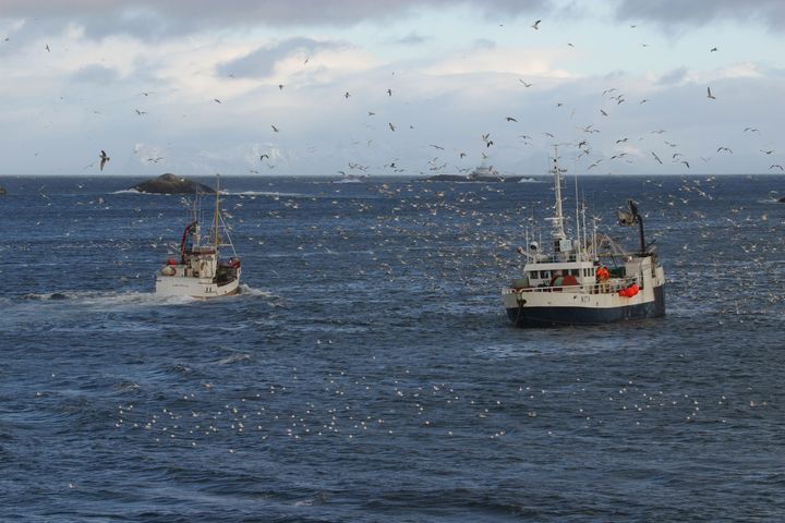 Det leveres  mer fersk torsk utenom hovedsesongen, takket være ferskfiskordningen og levendefangstbonusen for fiskere, viser en evalueringsrapport fra Nofima. Illustrasjonsfoto: Frank Gregersen/Nofima
