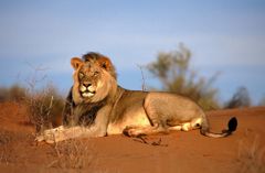 Se fantastiske dyreliv på nært hold i Sør-Afrika med STA Travel og National Geographic Journeys.