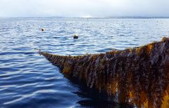 Seaweed Energy Solutions, tareproduksjon