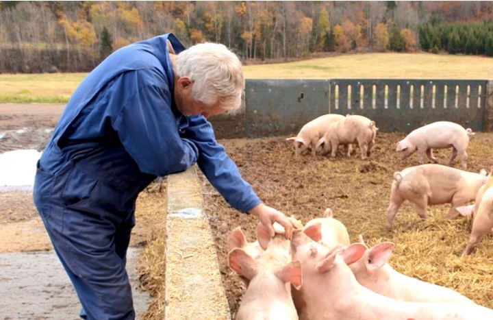 Kåre Abrahamsen er en av tre økologiske bønder som leverer råvarer til Kolonihagen. På gården hans i Vestfold har grisene god plass og får gå ute når de ønsker.
