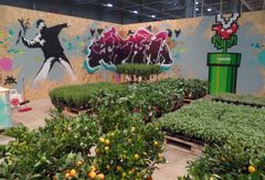 GRØNN LUNGE: Omgitt av vegger med graffitikunst har Plantasjen plassert ut en rekke ulike plantevekster på sin stand på årets hagemesse i Lillestrøm. Foto: Plantasjen