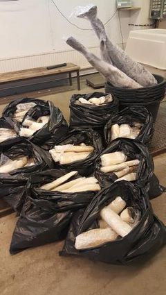 Beslag av smuglet fisk. Foto: Tollregion Nord-Norge
