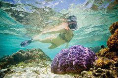 Den kanskje aller beste måten å utforske Rarotongas lagune er med hodet under vann. I dette lydløse universet glir du forbi både grønne skilpadder og hawksbillskilpadder.