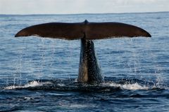 Populære aktiviteter på Andøya er blant annet er hvalsafari, værturisme, havkajakkpadling, fiske, hundekjøring, Andøya Space Center, fotturer, langrenn og snorkling med spekkhoggere i Andfjorden.