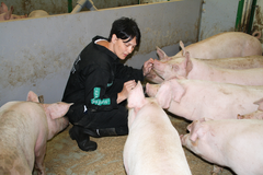 Grisefornøyde: Edelgris hos svineprodusent Bente Børsheim på Vega. Foto: Nortura