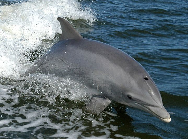Delfinene som jakter i Oslofjorden nå, har slektninger mange steder i verden. Dette er en tumler (bottlenose dolphin) i Florida. Foto: NASA