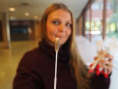 I støvet på denne vattpinnen har Eva Lena Fjeld Estensmo antakelig fanget både soppsporer og mye annet rart. Foto: Bjarne Røsjø/UiO