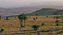 En gresslette i det etiopiske høylandet: Gressene kan likne på de norske, men kjempelobeliaene er typisk afrikanske. Foto: Magnus Popp, NHM