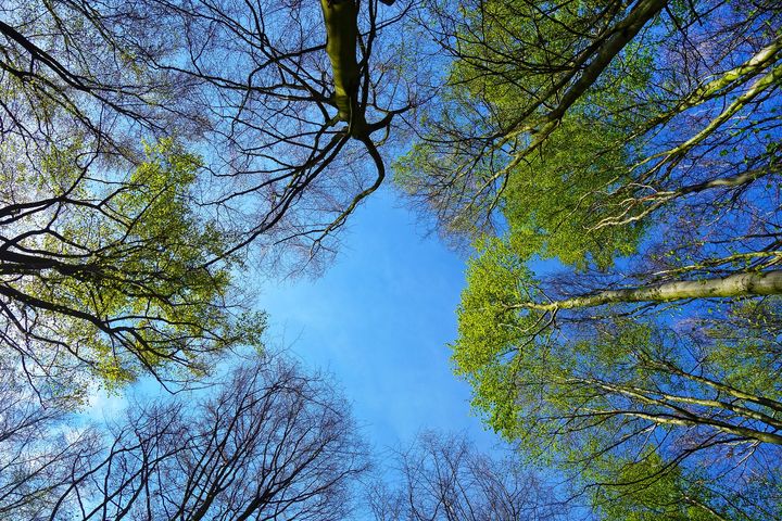 Folk krangler mest om trær som skygger for sol og lys. (Foto: Pixabay)