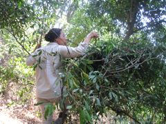 Adriana Hernandez-Aguilar klatret høyt opp i mange trær i Tanzania for å undersøke sjimpanse-reir. Foto: Fiona A. Stewart, University of UTAH/CEES