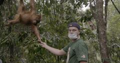 I dokumentarfilmen "Før syndfloden" besøker DiCaprio nasjonalparken Leuser Ecosystem i Indonesia; det siste stedet hvor orangutanger, elefanter, neshorn og tigere lever side om side - truet av den billige palmeoljen. Foto: National Geographic