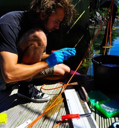 Kim Halvorsen tar prøver av leppefisk til avhandlingen sin. Foto: Tonje Sørdalen