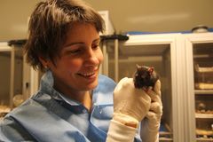 Rotter er intelligente dyr med hjerner som har mange fellestrekk med menneskehjernen. Derfor studerer Marianne Fyhn og CINPLA-forskerne hvordan hjernene deres fungerer. Foto: Gunhild M. Haugnes/UiO